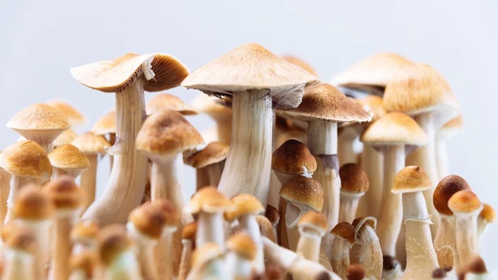 Psilocybin Mushrooms